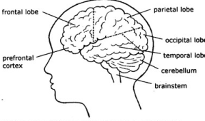 Brain Diagram