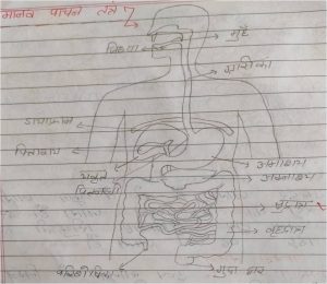 Human Digestive System