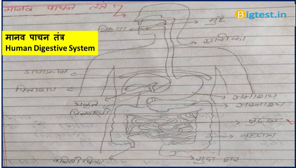 Human Digestive System in hindi