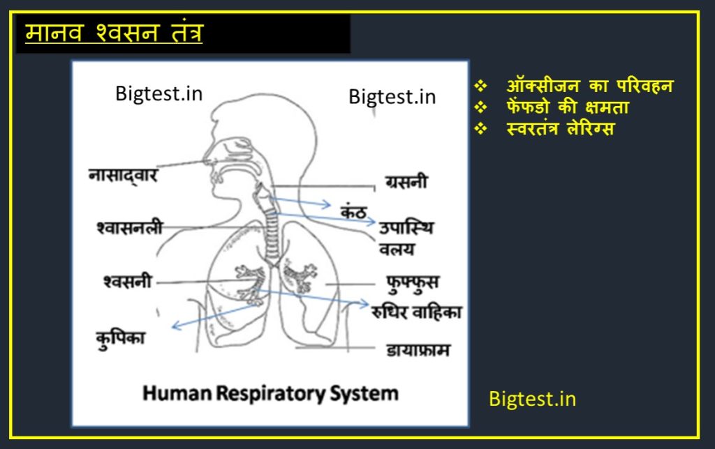 मानव श्वसन तंत्र Human Respiratory System