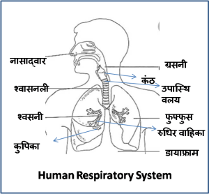 Human Respiratory System