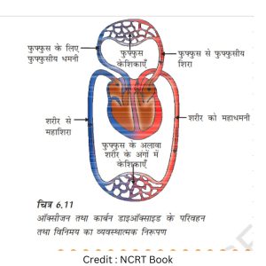 रूधिर में ऑक्सीजन तथा कार्बन डाइऑक्साइड का विनिमय