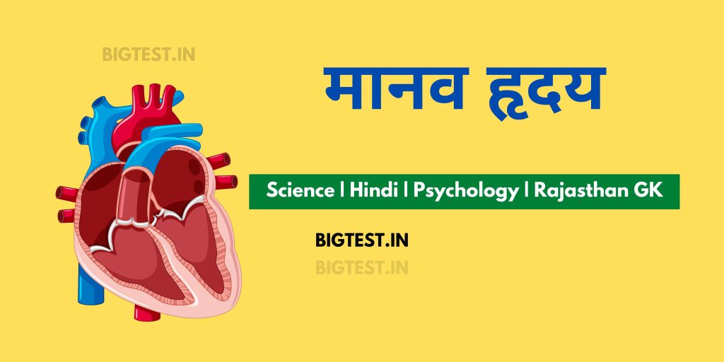 Heart Structure And Function