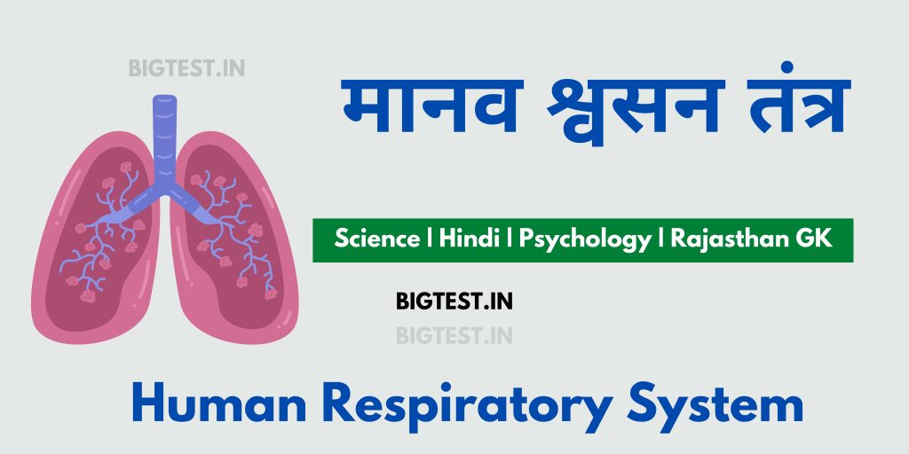 Human Respiratory System