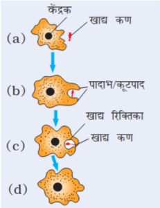 Nutrition in Amoeba