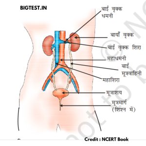 Excretion System in Humans