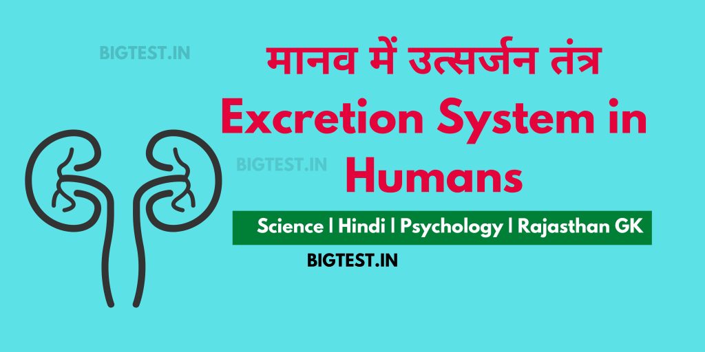 Excretion System in Humans