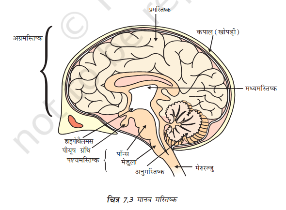 Diagram of Human Brain