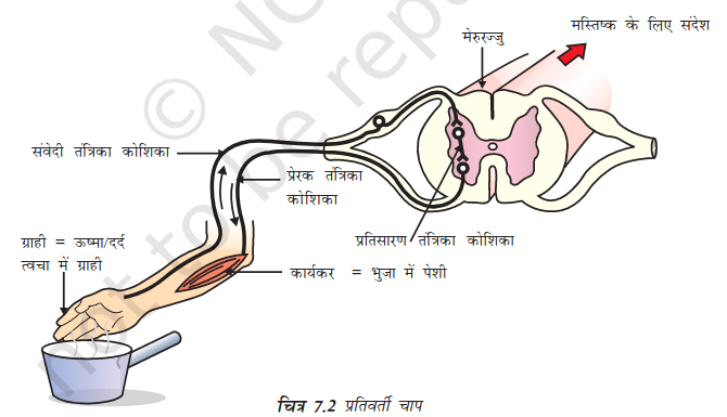 Diagram of Reflex Arc