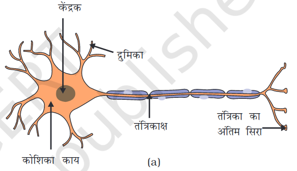 न्यूरॉन & तंत्रिका तंत्र का चित्र 