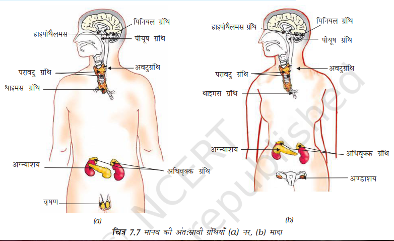 Endocrine Glands in Human