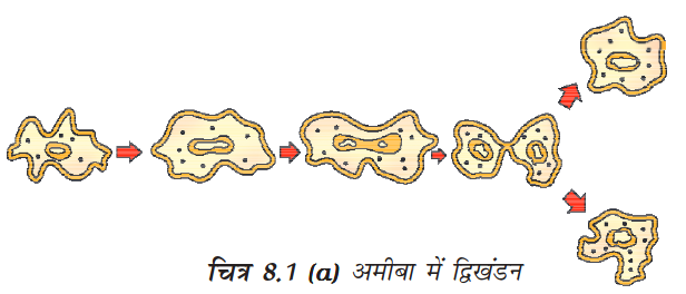 अमीबा में द्विखंडन की प्रक्रिया