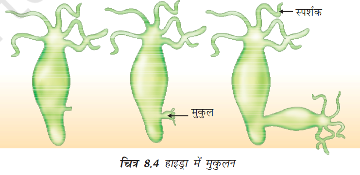 हाइड्रा में मुकुलन की प्रक्रिया