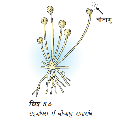 राइजोपस में बीजाणु समासंघ की प्रक्रिया